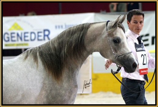 Wels National 2007